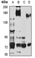 Plexin-B2 antibody
