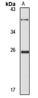 PMF-1 antibody