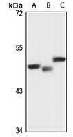 PLRP1 antibody