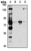 GCTM-2 antibody