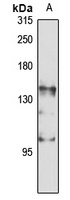 Anti-DNA Polymerase gamma 1 Antibody