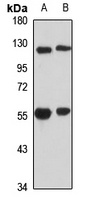 POLR1E antibody