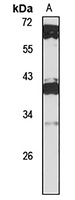 POU5F1B antibody