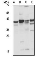 PAP-2b antibody