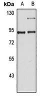 PGC1 alpha antibody