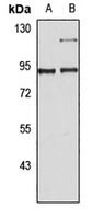Anti-PGC1 alpha Antibody