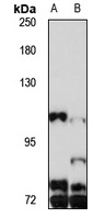 PGC-1-beta antibody