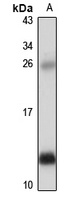 CXCL7 antibody