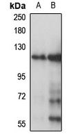 CYP antibody