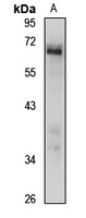 PPIL4 antibody