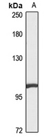 MYPT2 antibody