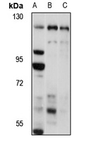 Spinophilin antibody