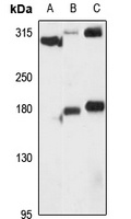 PRDM2 antibody