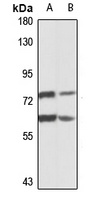 Anti-PREP Antibody