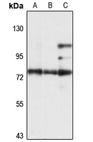 Anti-PREPL Antibody
