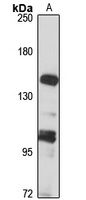 Lubricin antibody