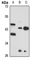 Anti-PRMT1 Antibody