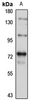 PRMT9 antibody