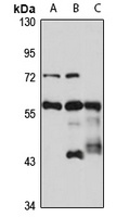 PRPF31 antibody