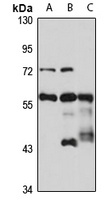 Anti-PRPF31 Antibody