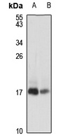 PEN-2 antibody