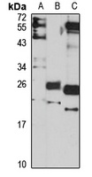 PRL1 antibody