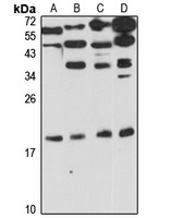 PRL2 antibody