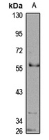PTPN18 antibody