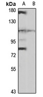 PTPase-MEG1 antibody