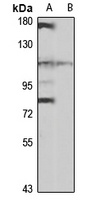 Anti-PTPase-MEG1 Antibody