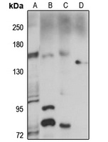 Anti-PTP gamma Antibody