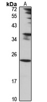 PTRH1 antibody