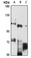 Anti-PWP2 Antibody