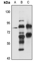 Anti-PXK Antibody