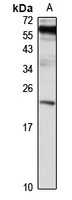 RAB10 antibody