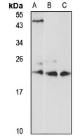 Anti-RAB1A Antibody