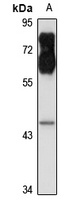 Rab 9 p40 antibody