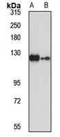 RABGAP1 antibody