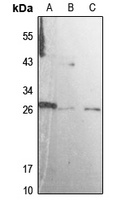 Rab L3 antibody