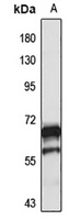 RalGPS1 antibody
