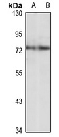 RANBP10 antibody
