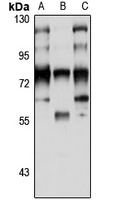 Anti-RanBP3 Antibody