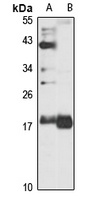 Anti-Rap 2a Antibody