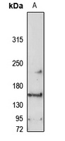 Anti-RASAL2 Antibody