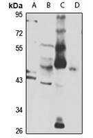 Anti-FOX1A Antibody