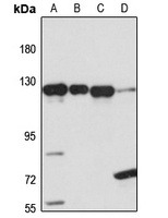 RBM25 antibody