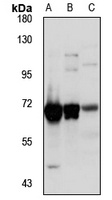 RBM39 antibody