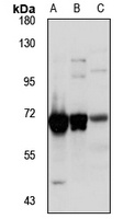 Anti-RBM39 Antibody