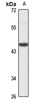 RCCD1 antibody