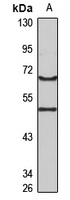 Anti-REC8 Antibody